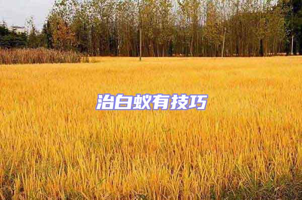 治白蟻有技巧