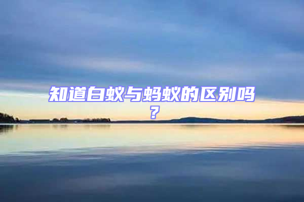 知道白蟻與螞蟻的區(qū)別嗎？