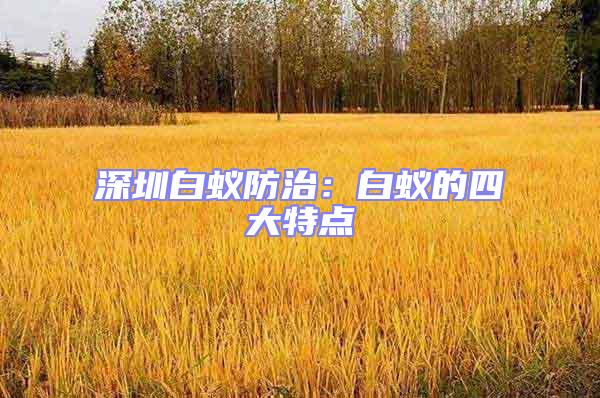 深圳白蟻防治:白蟻的四大特點(diǎn)