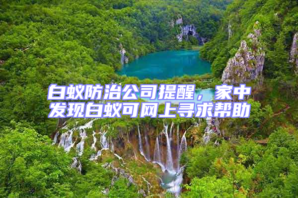 白蟻防治公司提醒,家中發現白蟻可網上尋求幫助