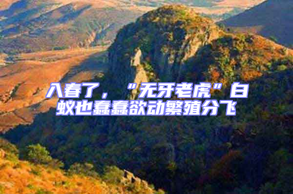 入春了，“無牙老虎”白蟻也蠢蠢欲動繁殖分飛