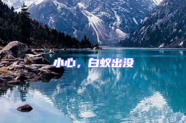 小心，白蟻出沒