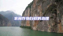 農(nóng)林作物白蟻的治理