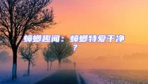 蟑螂趣聞：蟑螂特愛(ài)干凈？