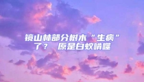 鏡山林部分樹木“生病”了？ 原是白蟻啃噬