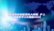 陽澄湖水老鼠貪吃大閘蟹 滬上捕鼠好手3天捕鼠26只