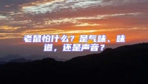 老鼠怕什么？是氣味、味道，還是聲音？