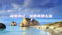 極限測試，蟑螂真那么強(qiáng)？
