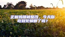正新雞排被整改，今天你吃到死蟑螂了嗎？
