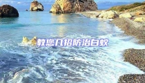 教您幾招防治白蟻