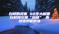 白蟻的災(zāi)害 50歲大樹遭白蟻掏空難“站穩(wěn)” 轟然塌坍砸倒墻